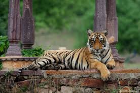 Taxi Services For Ranthambore