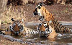 Car Hire for Ranthambore